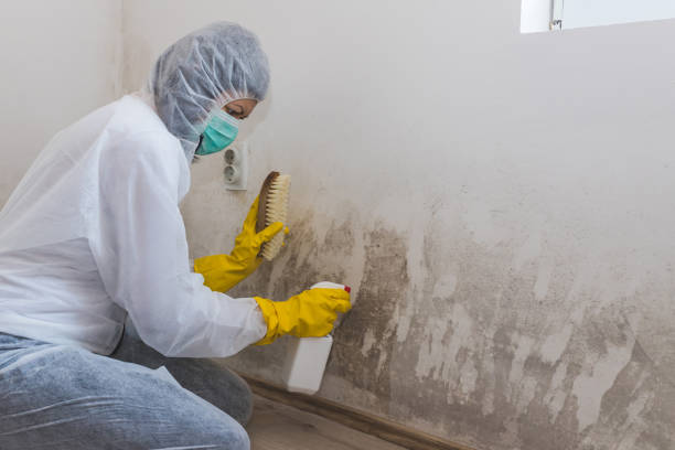 Best Attic Mold Removal  in Riverwoods, IL