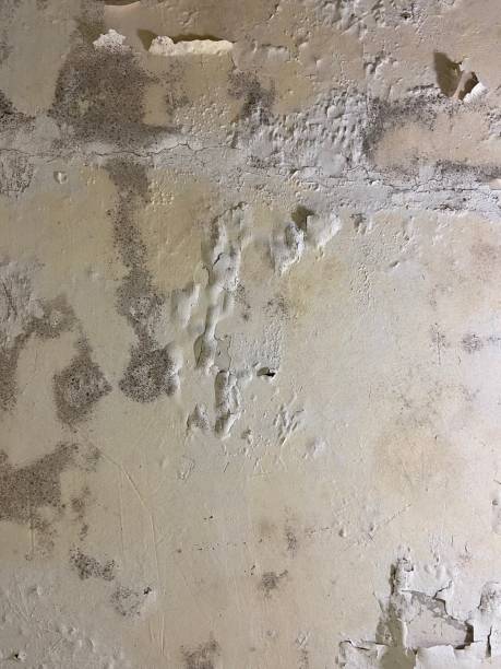 Best Mold Remediation  in Riverwoods, IL