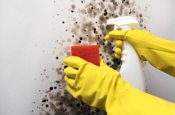 Best Mold Remediation  in Riverwoods, IL