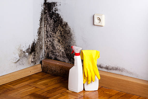 Best Mold Remediation Services  in Riverwoods, IL