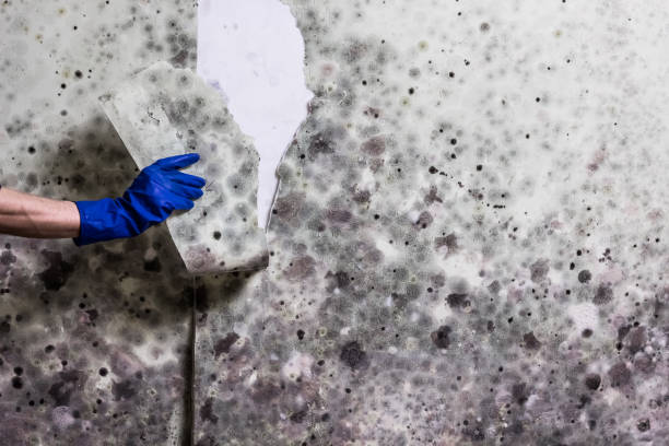 Best Mold Removal Near Me  in Riverwoods, IL