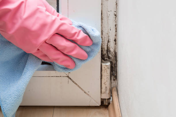 Best Mold Testing  in Riverwoods, IL