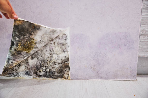 Best Affordable Mold Removal  in Riverwoods, IL